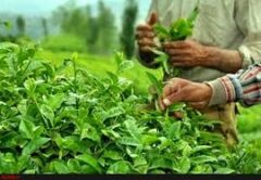 🌿 روز جهانی چای – ۲۱ مه (۳۱ اردیبهشت)